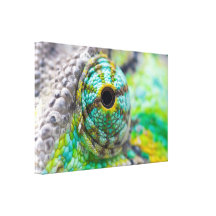 Chameleon eye stretched canvas print