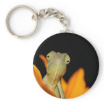 chameleon