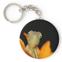 chameleon