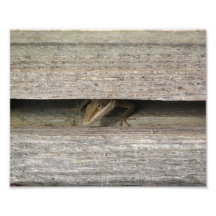 Chameleon Photo Print