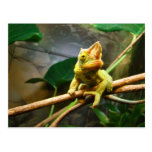 Chameleon Post Card