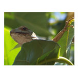 Chameleon Postcard
