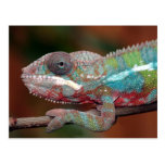 chameleon postcards