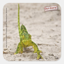 Chameleon Square Sticker