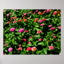 Champ d'affiche de fleur de Zinnias
