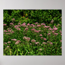Champ d'affiche douce de fleur de mauvaise herbe d