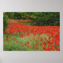 Champ des fleurs hybrides de pavot plantées le lon affiches