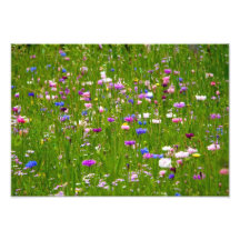 Champ des fleurs impressions photographiques