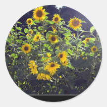 Champ des tournesols dans la fleur adhésifs ronds