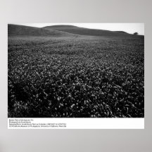 Champ d'orge aux collines de Montezuma par Ansel A Poster