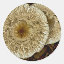 Champignon de matin autocollants