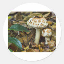 Champignon de matin autocollants