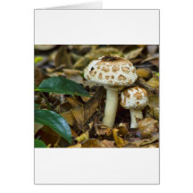 Champignon de matin carte de vœux