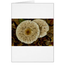 Champignon de matin cartes de vœux
