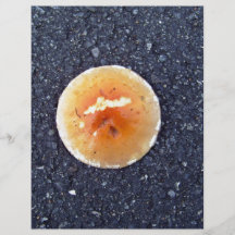 Champignon sur la texture de route goudronnée prospectus