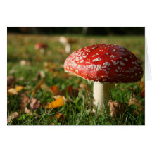 CHAMPIGNONS CARTES DE VŒUX