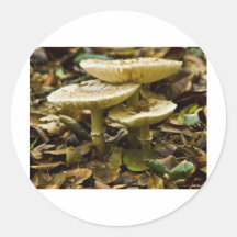 Champignons de matin adhésifs