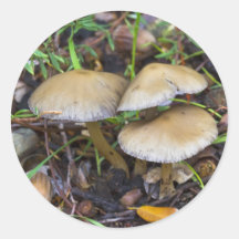 Champignons de matin autocollants ronds
