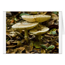 Champignons de matin carte