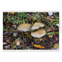 Champignons de matin cartes de vœux