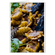 Champignons d'or carte