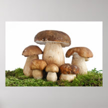 Champignons edulis de boletus posters