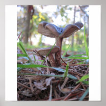 Champignons Posters