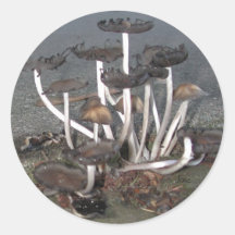 Champignons sauvages adhésifs ronds