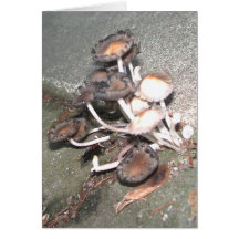 Champignons sauvages cartes de vœux
