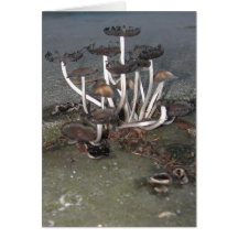 Champignons sauvages cartes de vœux