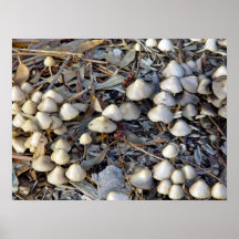 Champignons s'élevant sur le paillis posters