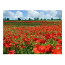 Champs de pavot carte postale