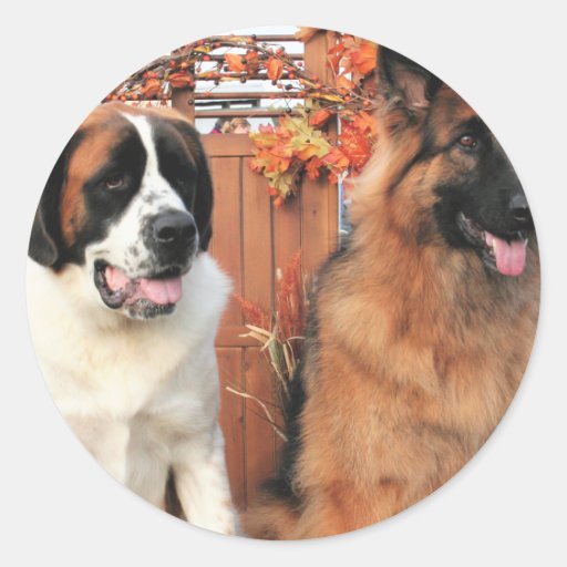 Chance LH-Shepherd Mae St Bernard Photo-3 Stickers