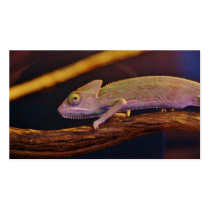 Changing Chameleon