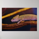 Changing Chameleon Poster