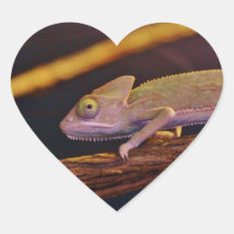 Changing Chameleon Stickers
