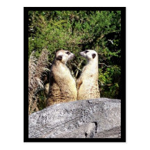 Changing of the Guard Post Cards