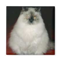 Chantal the Cat Magnet