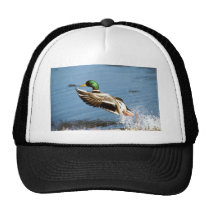 Chapeau/canard de Mallard chapeaux