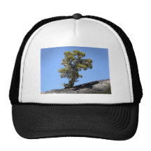 Chapeau déterminé de ~ d'arbre casquette