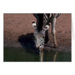 Chapman's Zebra - Eye Contact Greeting Cards