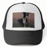Chapman's Zebra - Eye Contact Mesh Hats