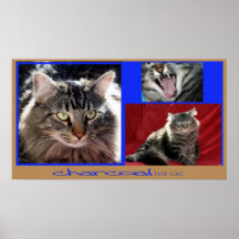 charcoal the cat poster