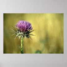 chardon affiches