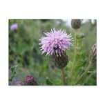 Chardon des champs post cards