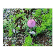 Chardon solitaire carte postale