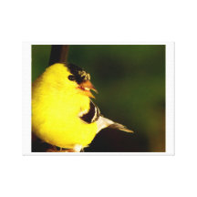 Chardonneret américain impression sur toile