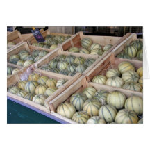 Charentais melons displayed in grocery store cards