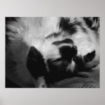 Charlie: Domestic Long Hair Cat