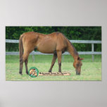 Charlie Horse Print